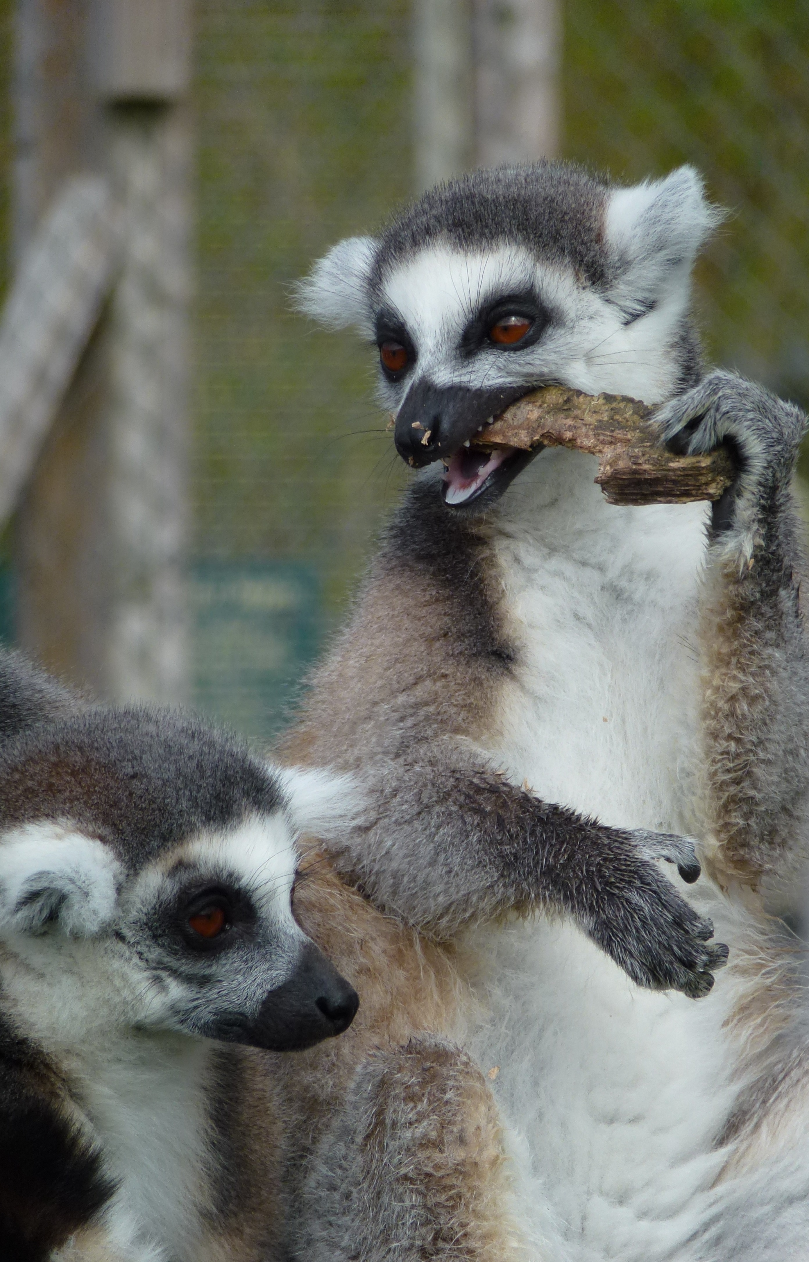 2 lemurs
