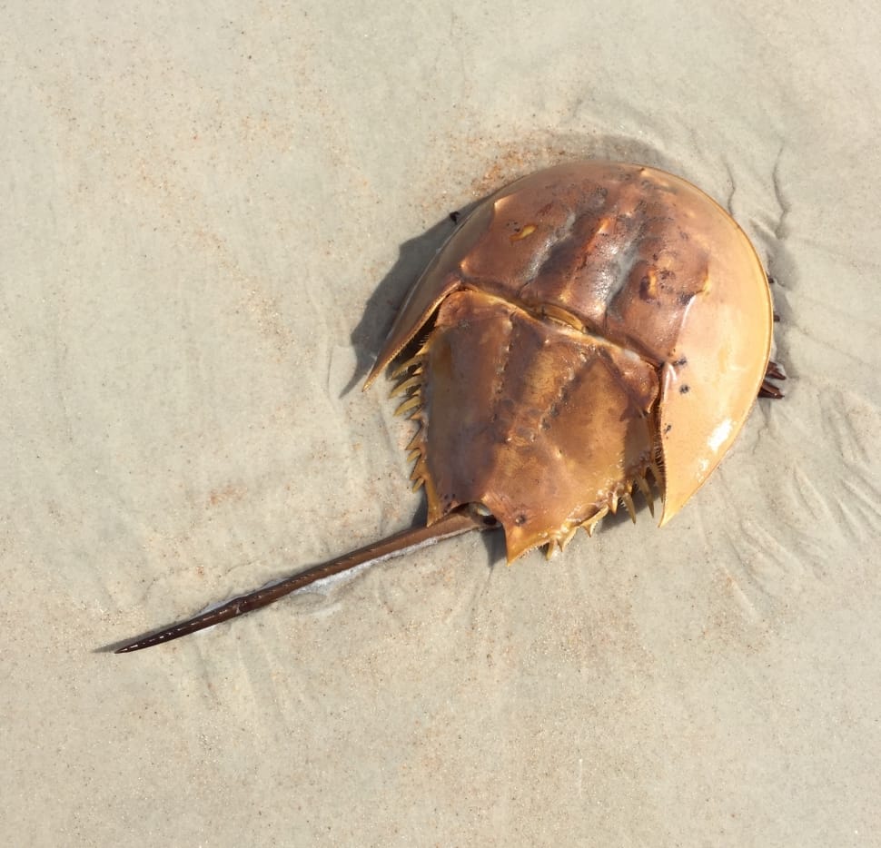 brown horseshoe crab preview