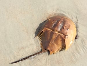 brown horseshoe crab thumbnail