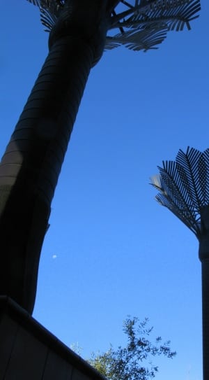 palm trees thumbnail