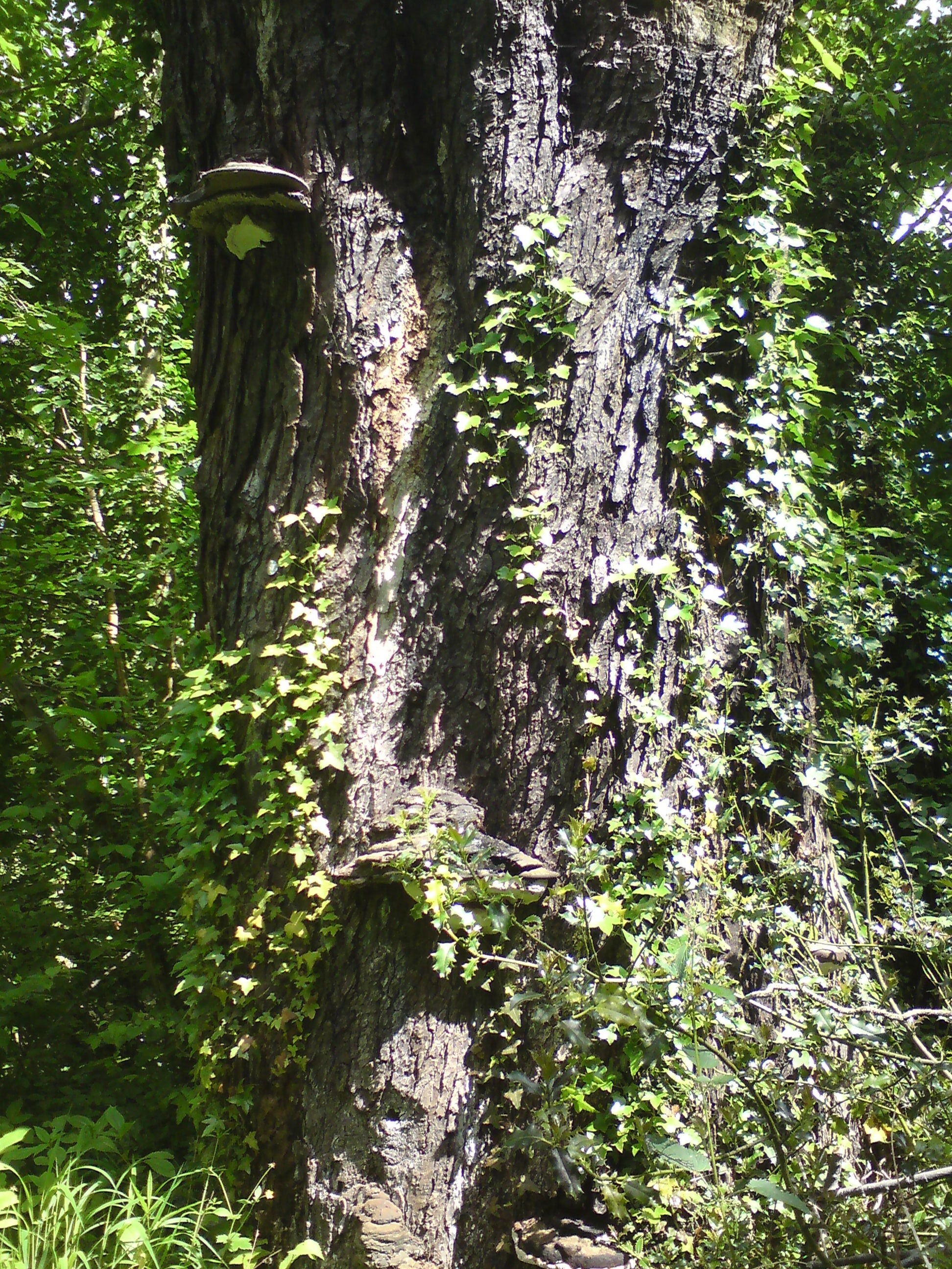 brown large tree