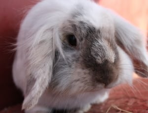 white and gray rabbit thumbnail