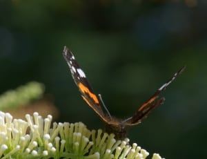 painted lady butterfly thumbnail