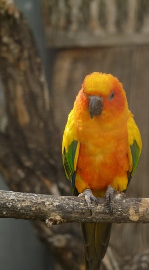 Sun Parakeet, South American Parrot, parrot, one animal thumbnail