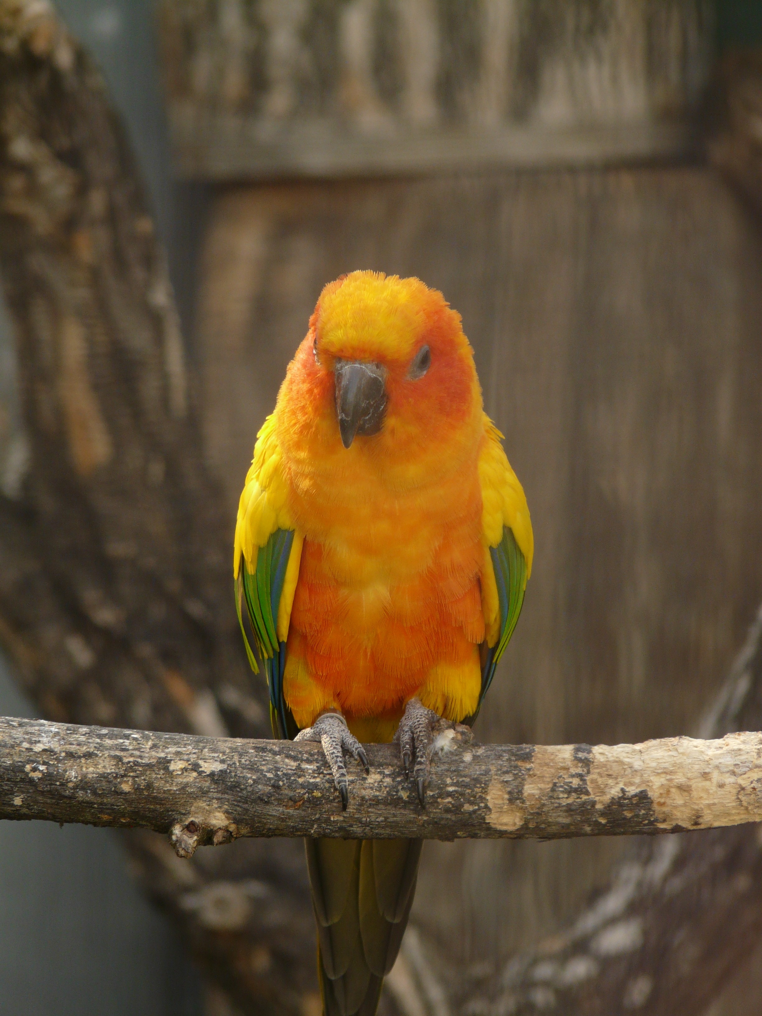 Sun Parakeet, South American Parrot, parrot, one animal