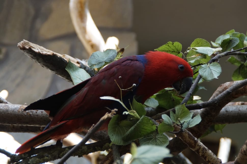 red blue and maroon bird preview