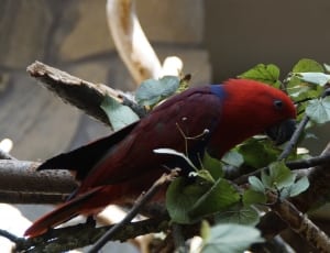 red blue and maroon bird thumbnail