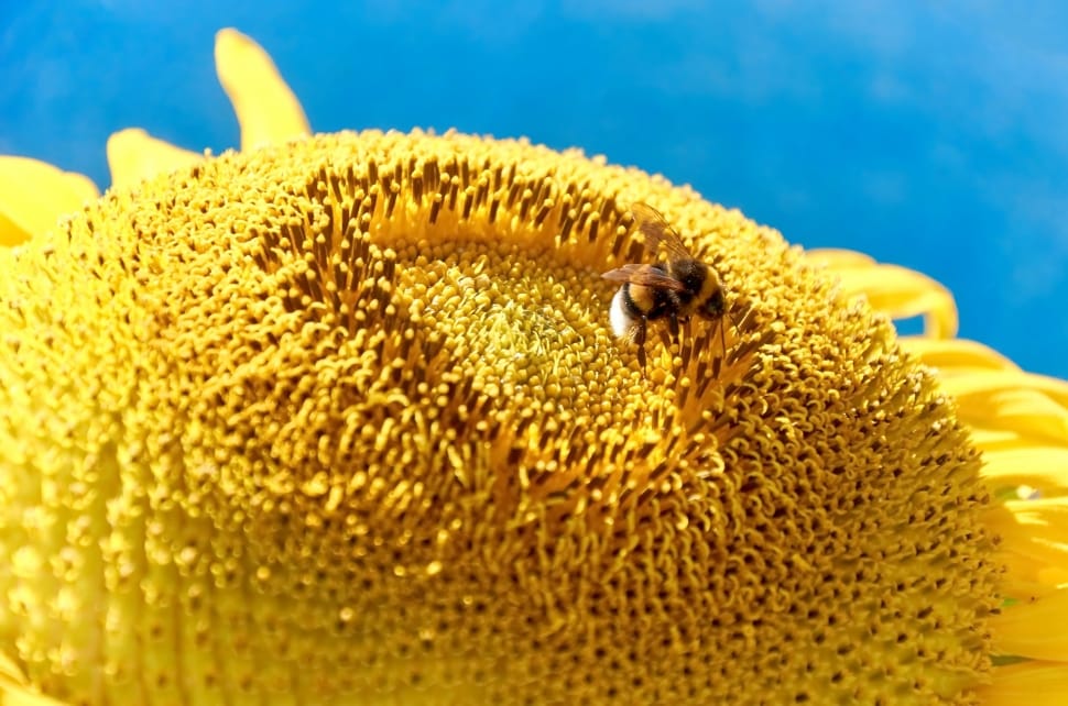 honey bee on sunflower preview