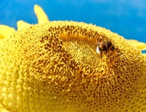 honey bee on sunflower thumbnail