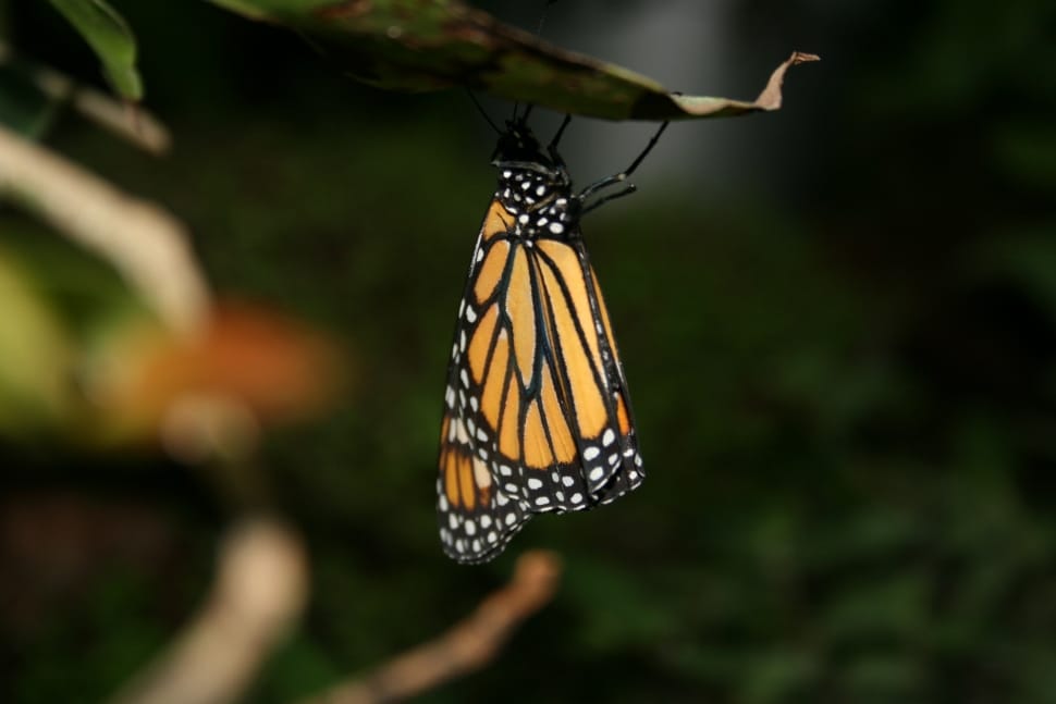 monarch butterfly preview