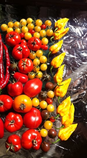 tomatoes and peppers thumbnail