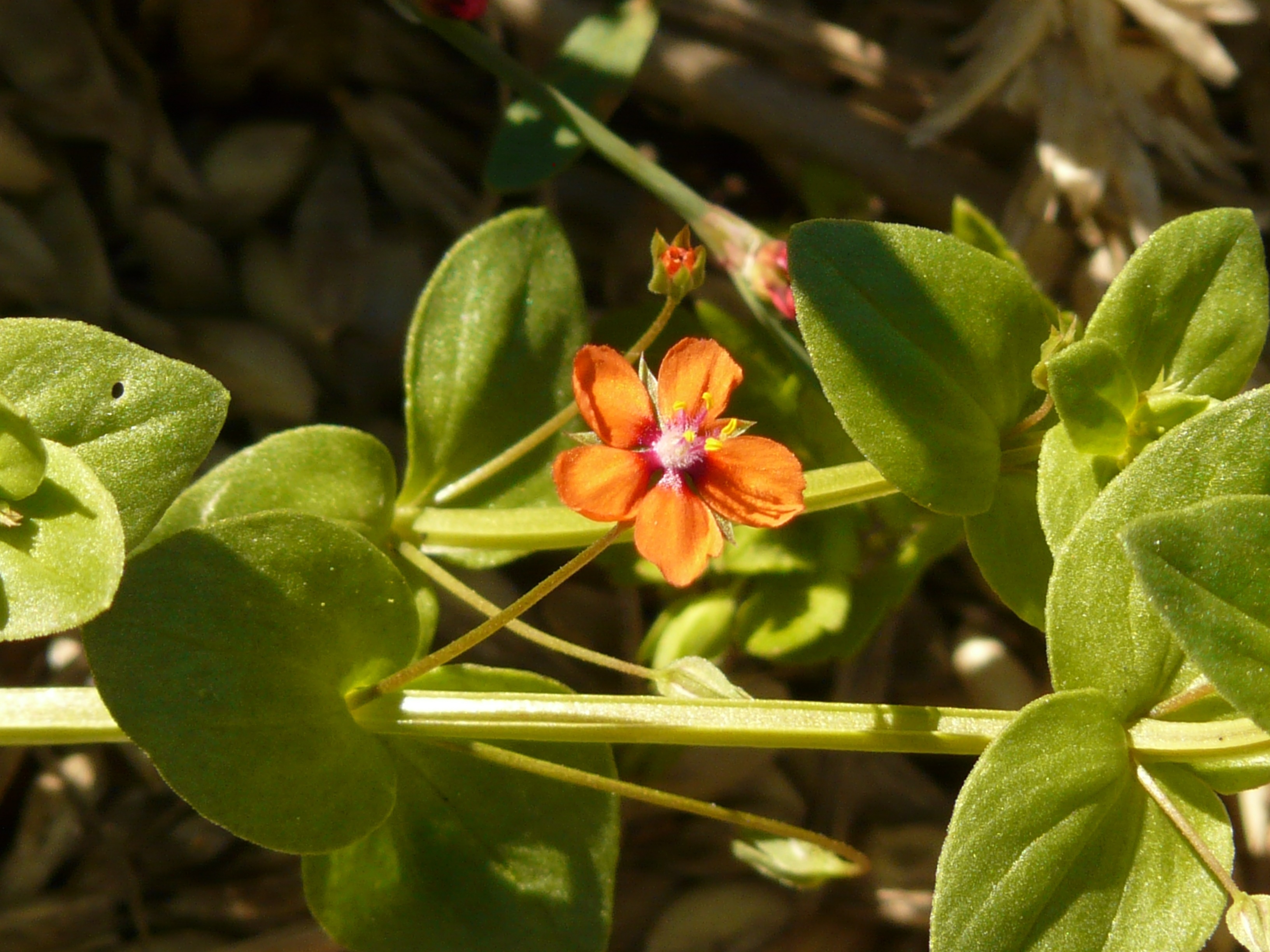 orange 5 petaled flower