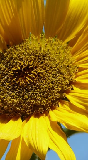 Sun Flower, Summer, Bloom, Beautiful, flower, petal thumbnail