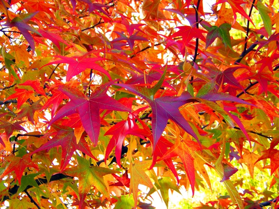 pink purple and orange leaves preview