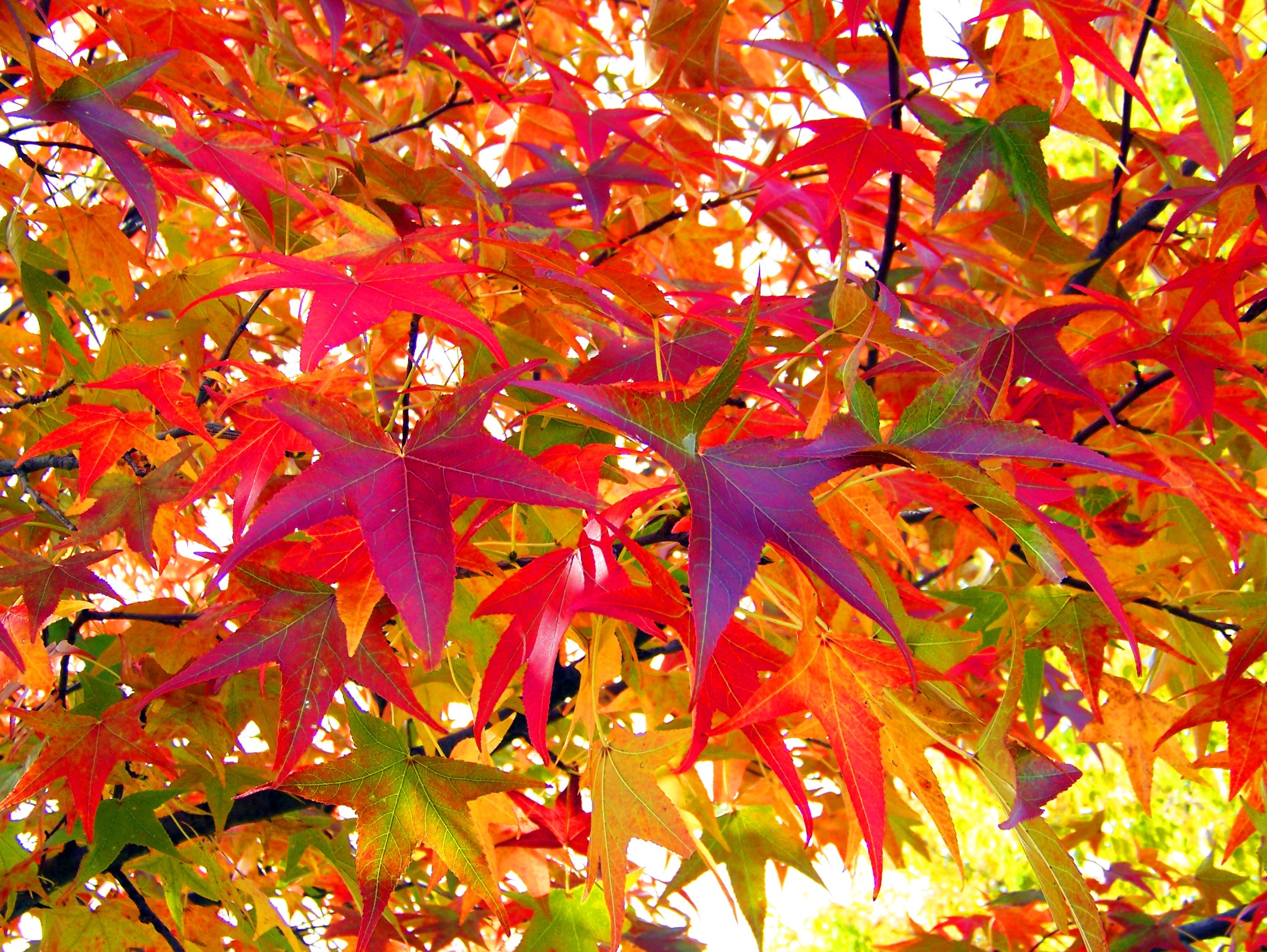 1920x1080 wallpaper | pink purple and orange leaves | Peakpx