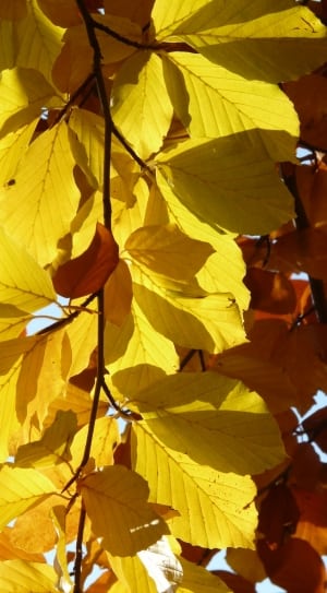 yellow and brown leaves thumbnail