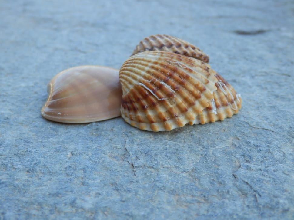 4 brown seashells preview