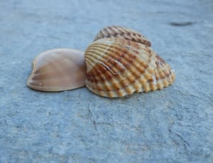 4 brown seashells thumbnail