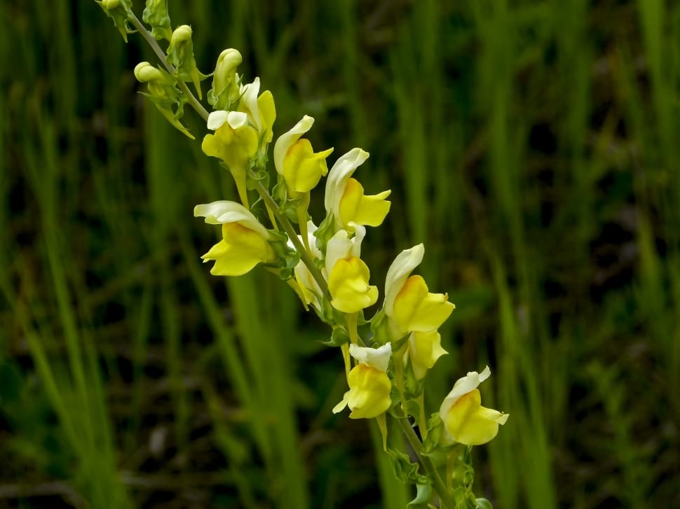 yellow snapdragon preview