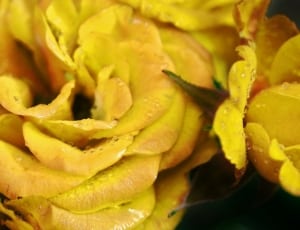 yellow petaled flowe thumbnail