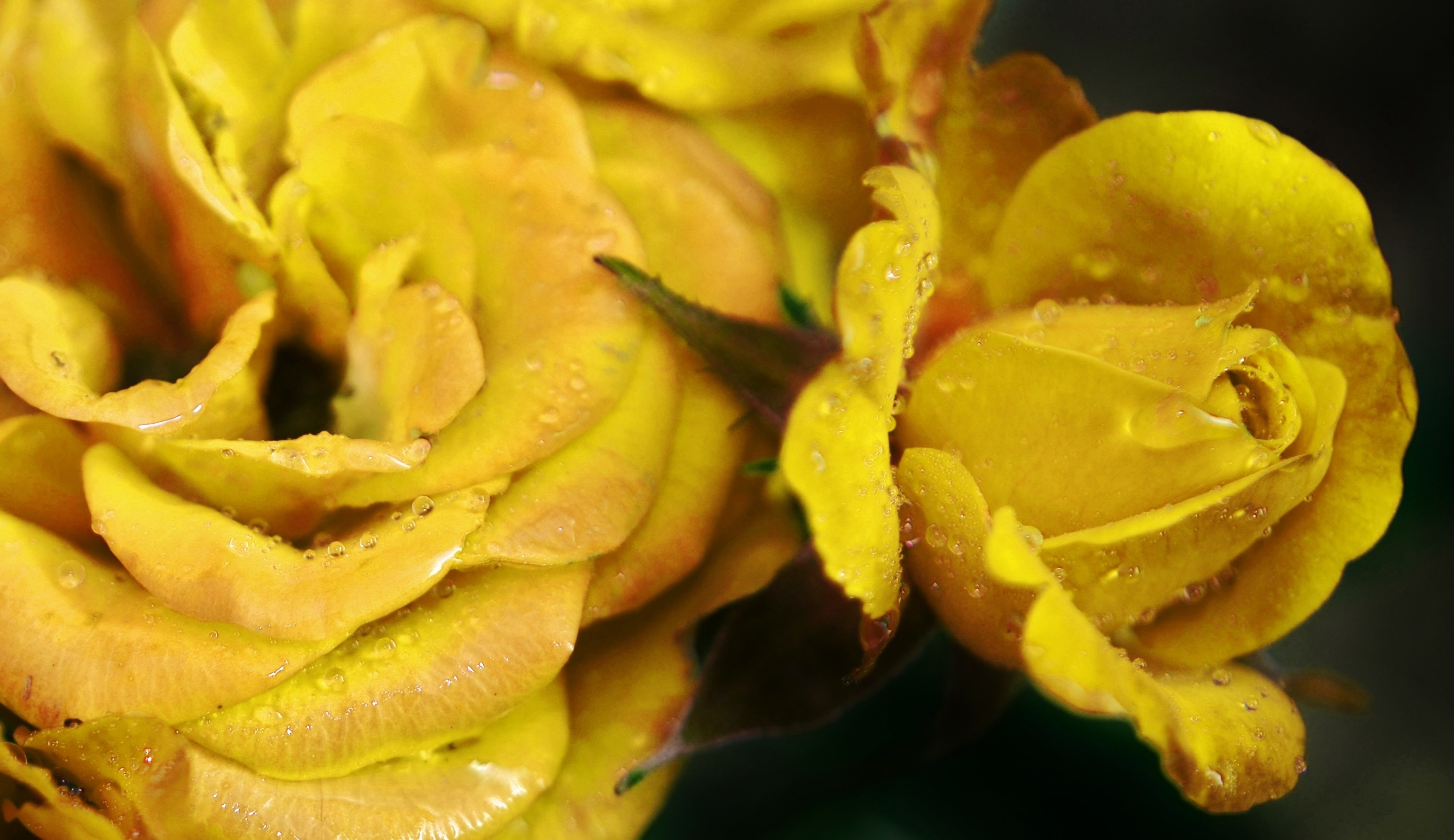 yellow petaled flowe