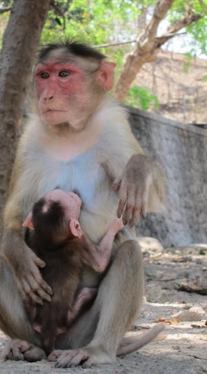 gray monkey and baby monkey thumbnail