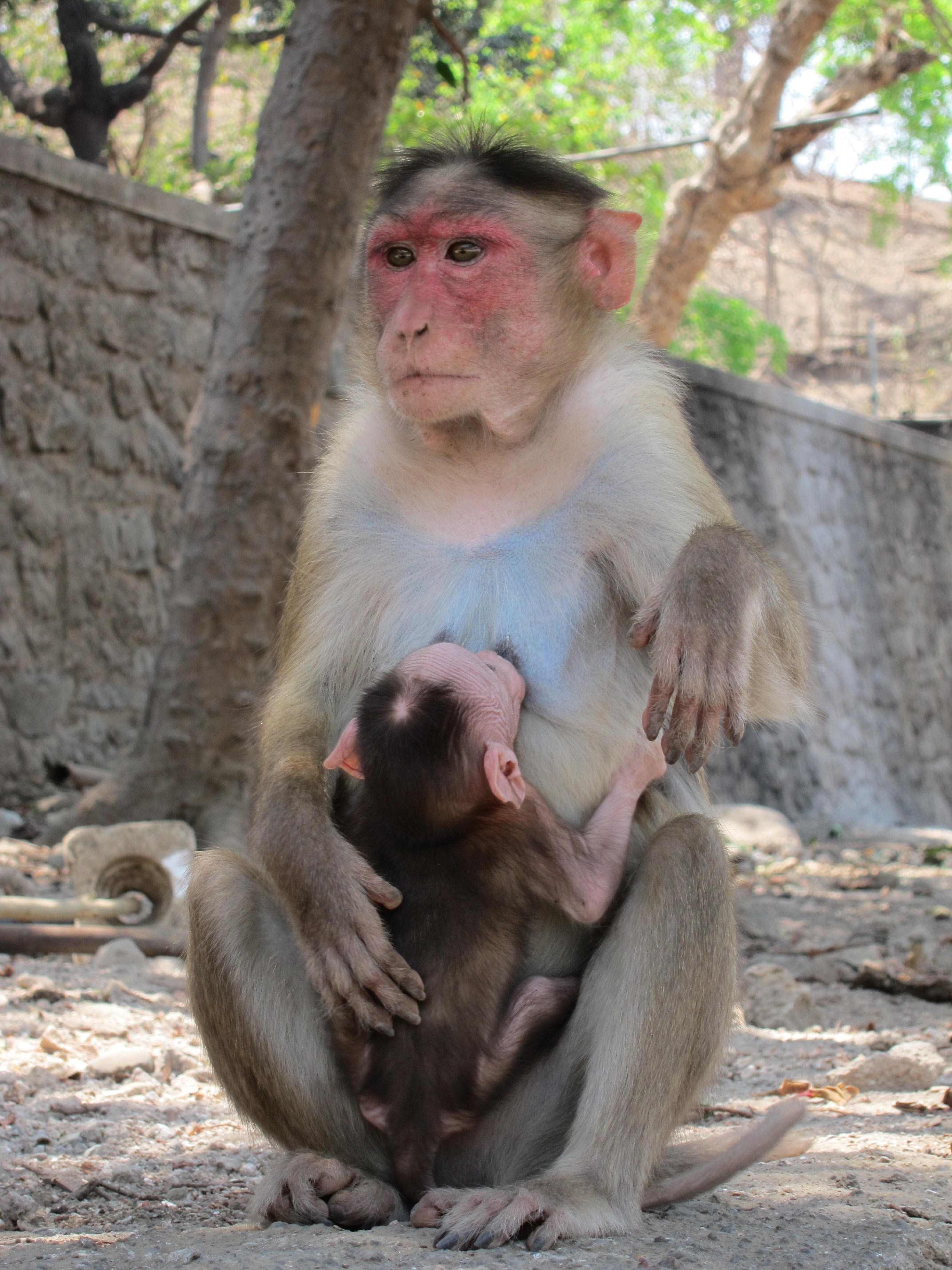 gray monkey and baby monkey