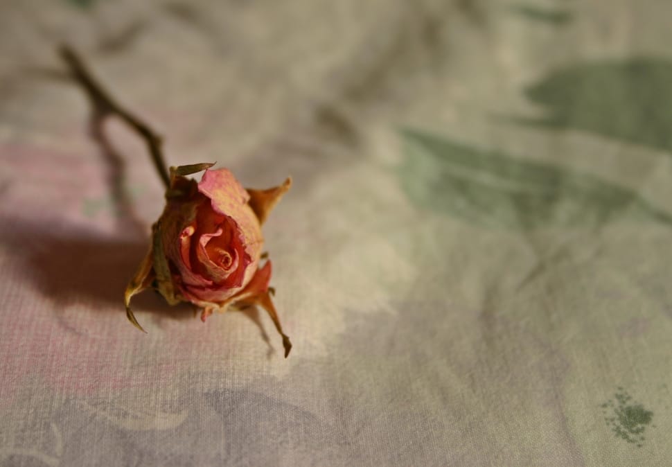 pink rose preview