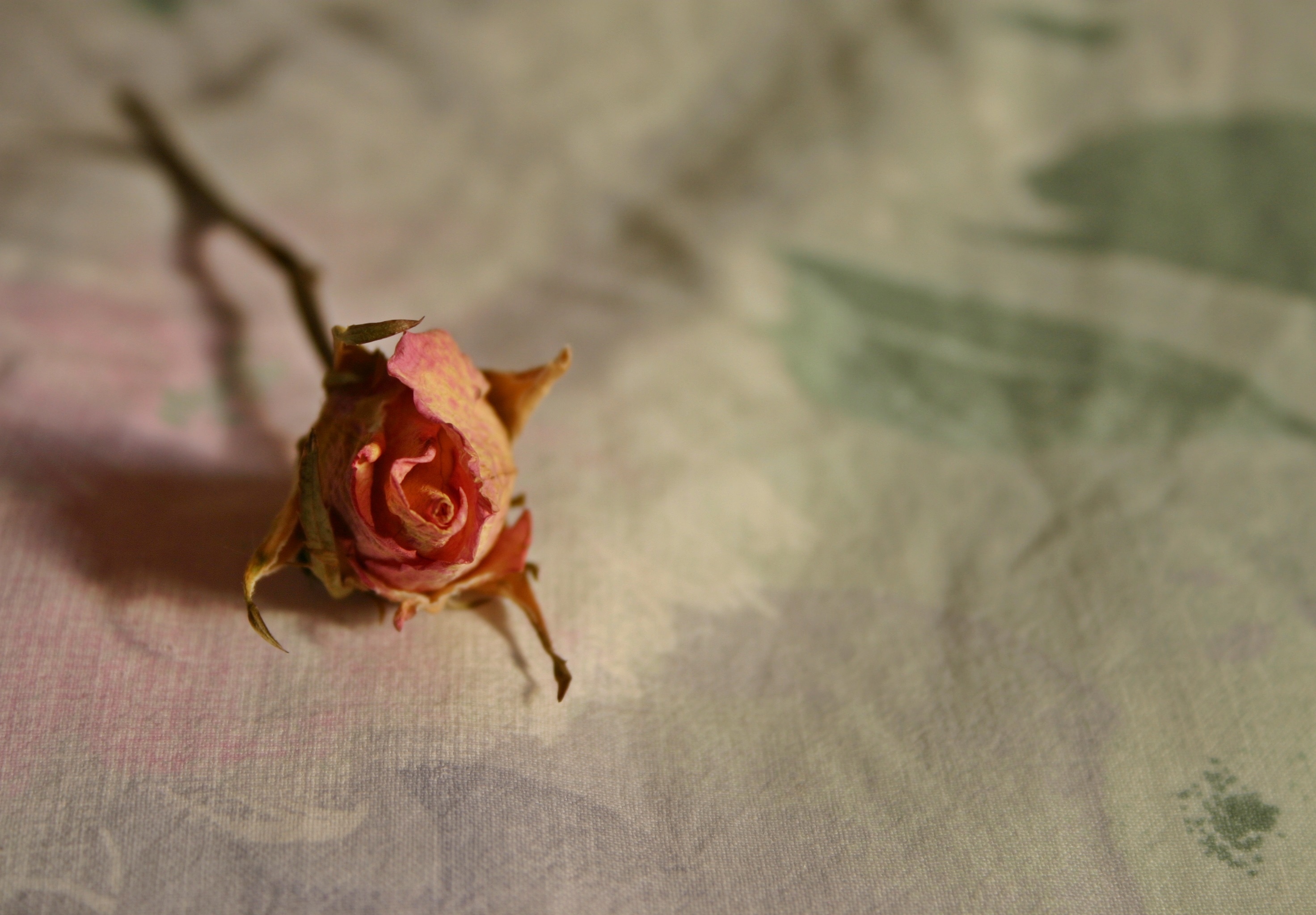Что делать если тюльпаны завяли. Сухие розы. Засушенные розы. Увядающий цветок.
