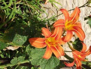 orange daylilies thumbnail