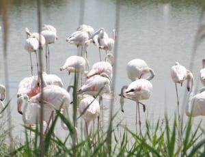white long legged birds on bodies of water during daytime thumbnail