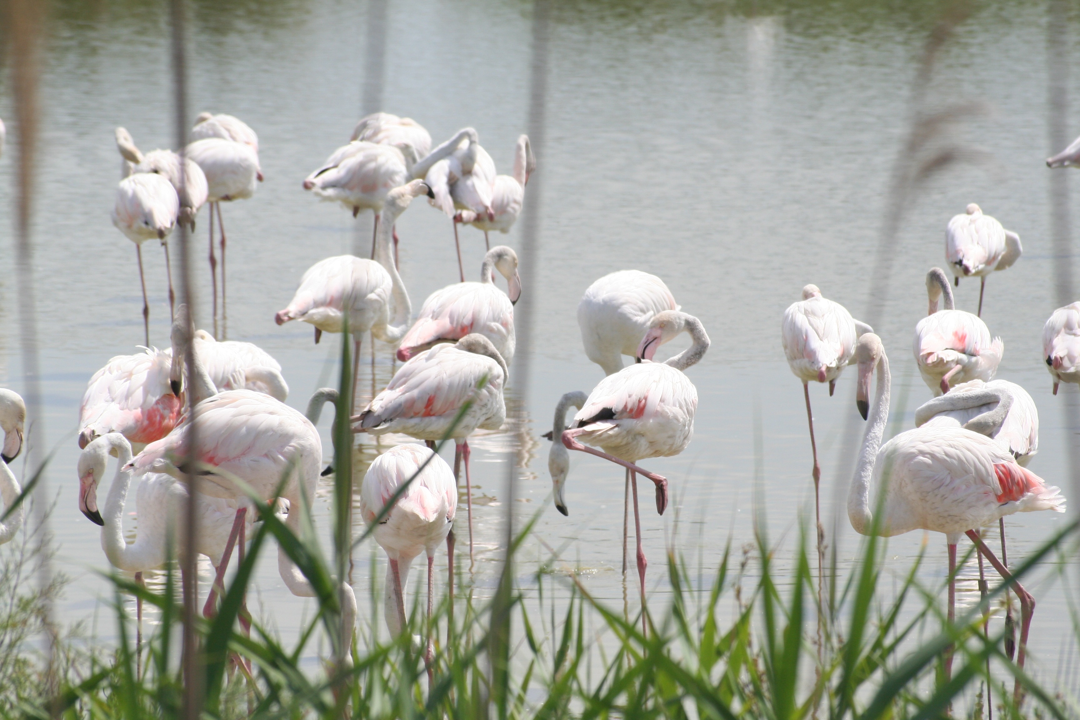white long legged birds on bodies of water during daytime