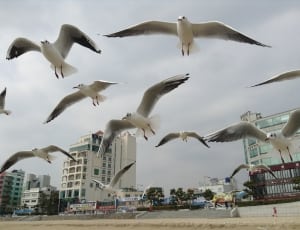 seagull birds thumbnail