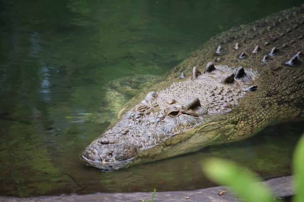 american crocodile preview