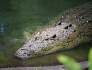 american crocodile thumbnail