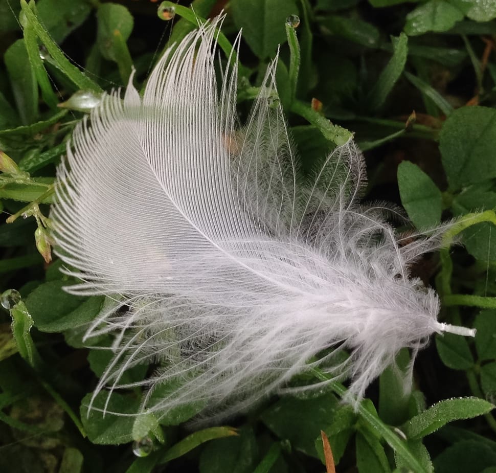 white feather preview