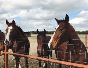 four brown horses thumbnail