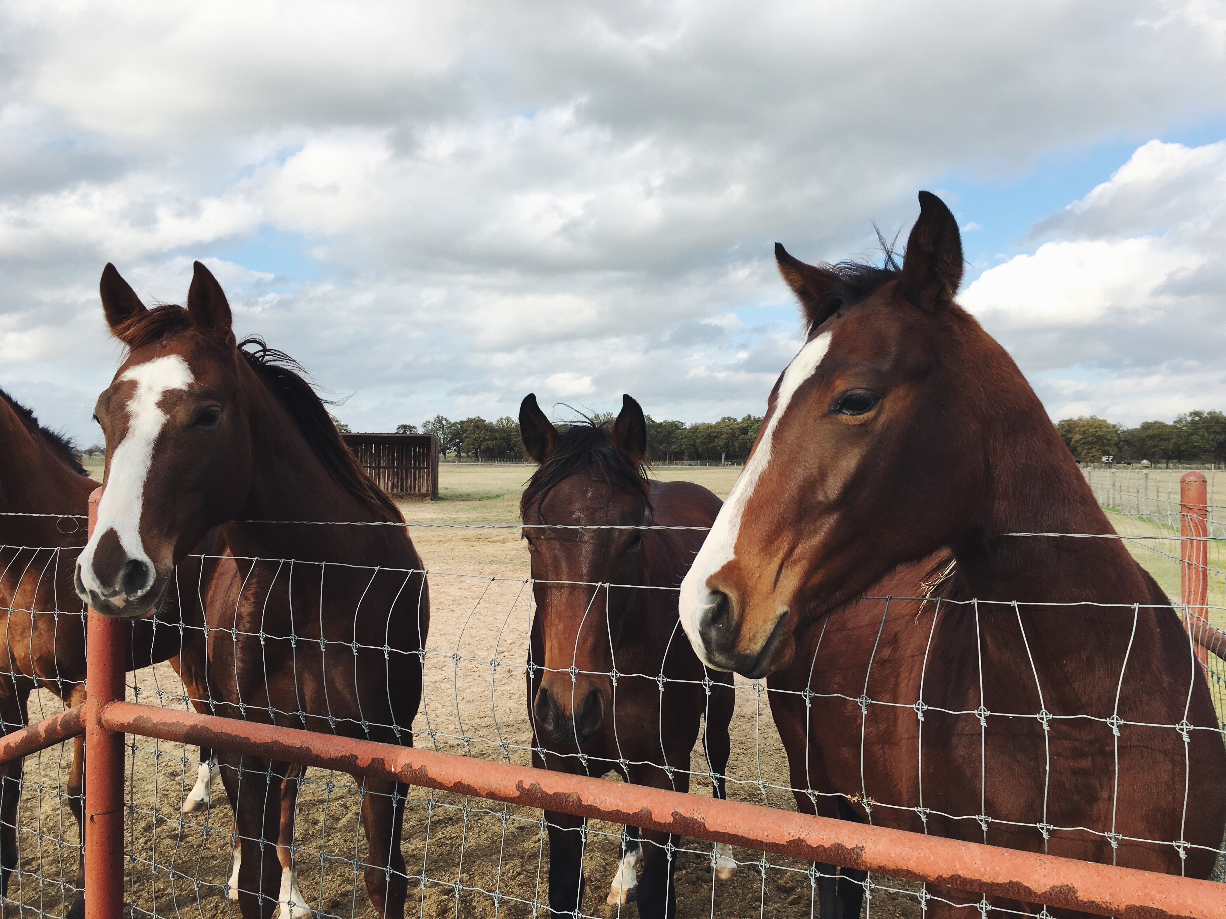 four brown horses