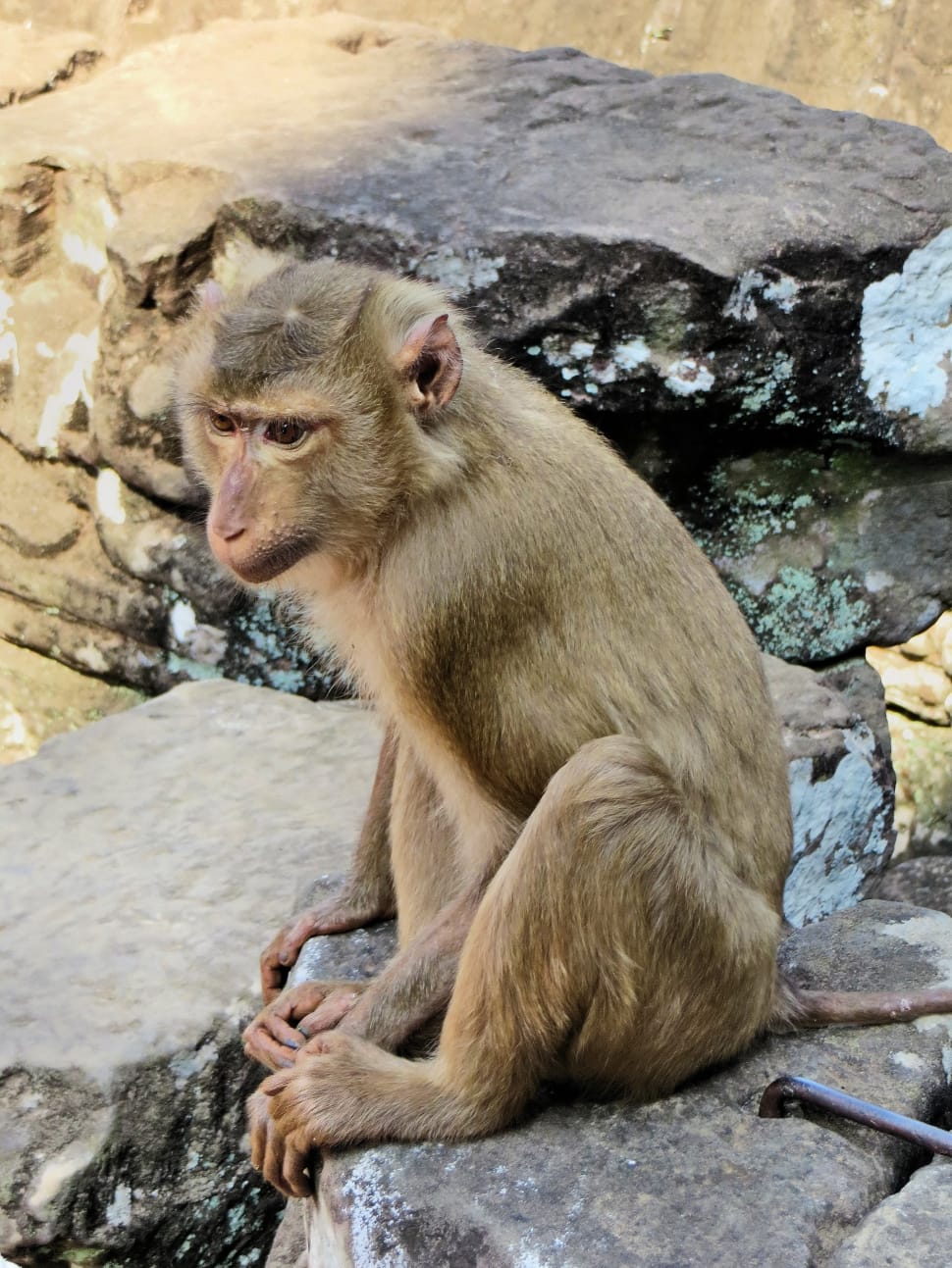 brown macaque preview