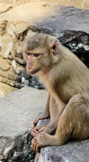 brown macaque thumbnail