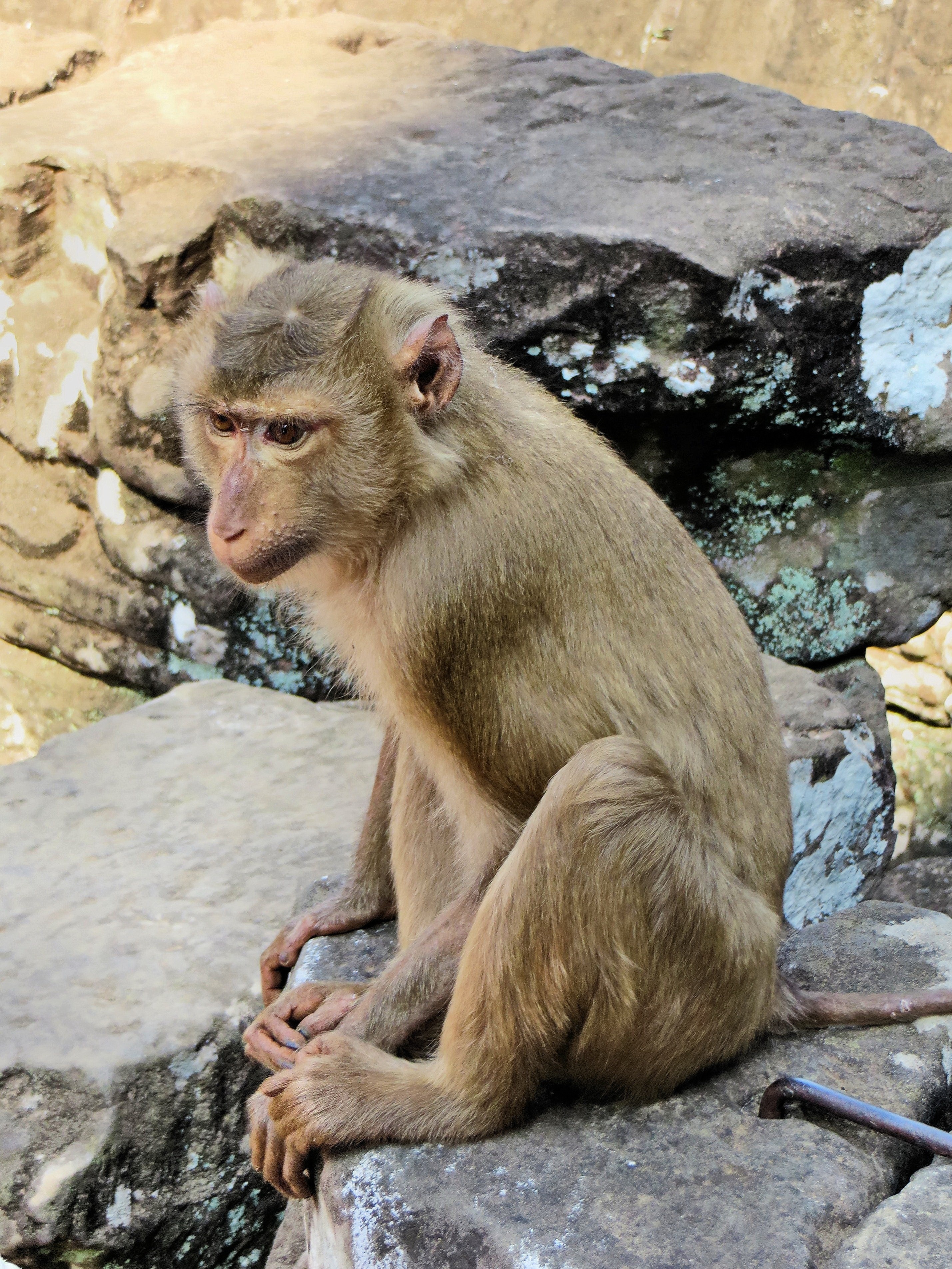 brown macaque