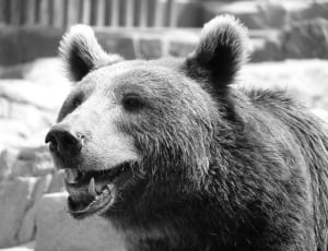 greyscale photo of bear thumbnail