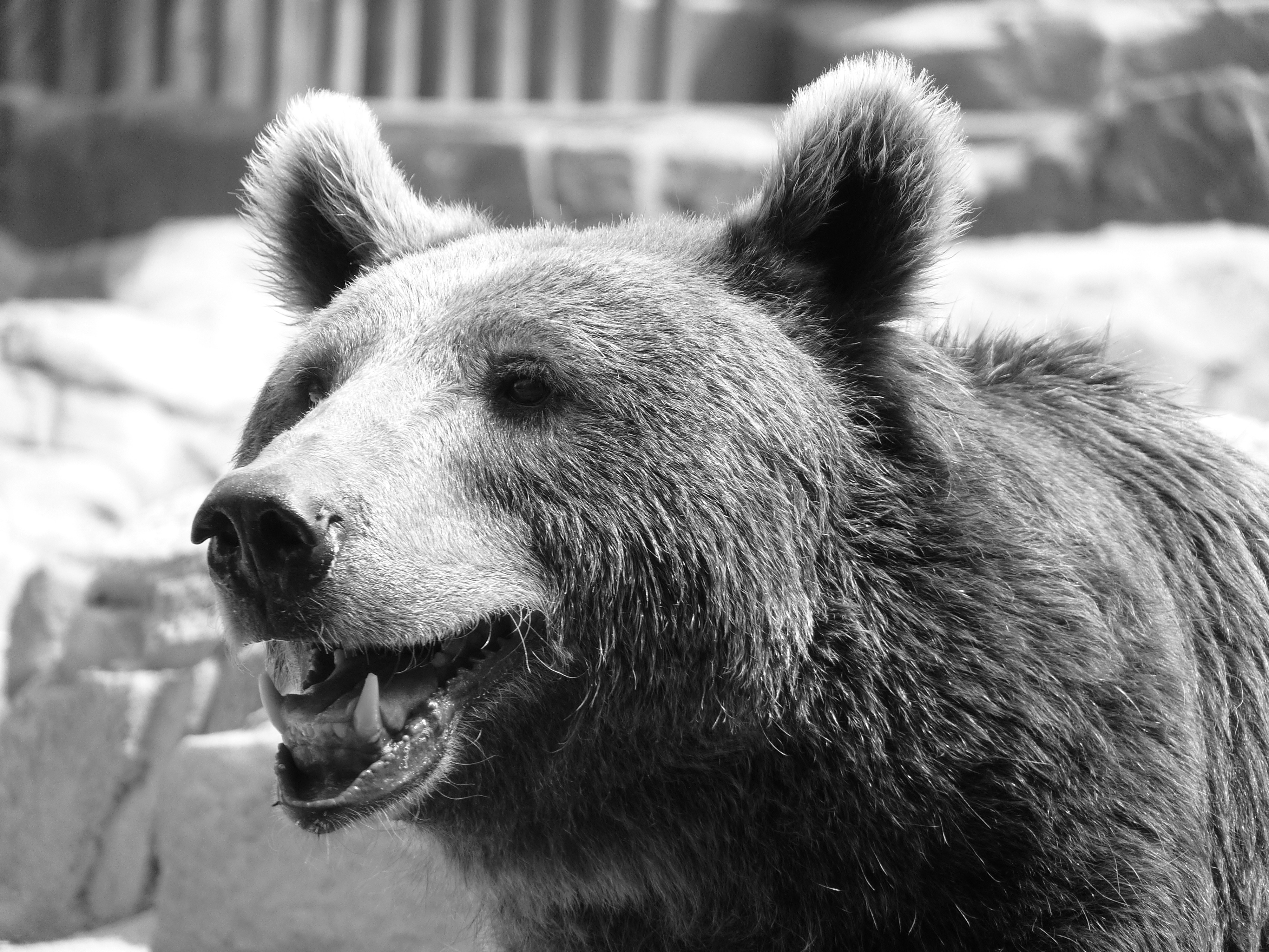 greyscale photo of bear