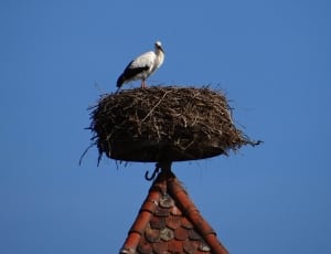 white and black bird with nest thumbnail
