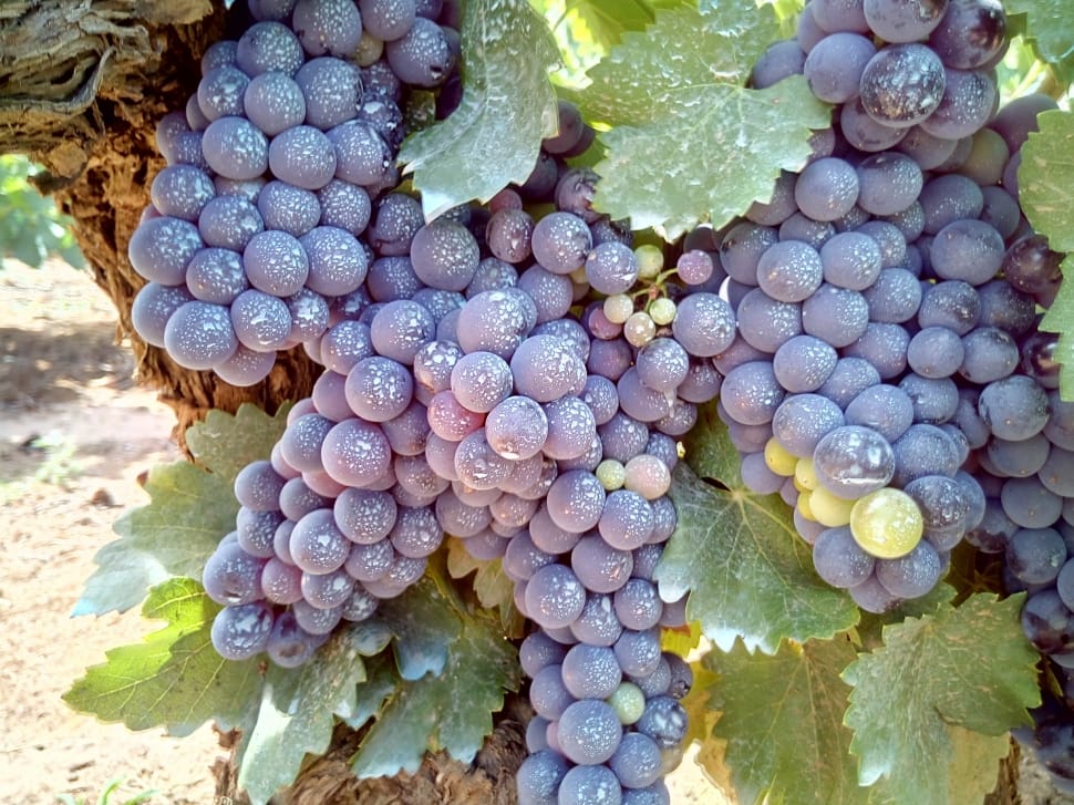 cluster of grapes preview