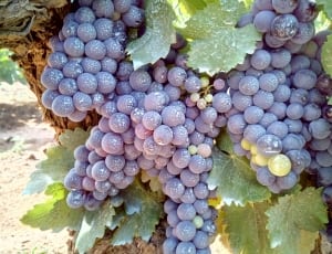 cluster of grapes thumbnail