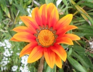 red and yellow long petaled flower thumbnail