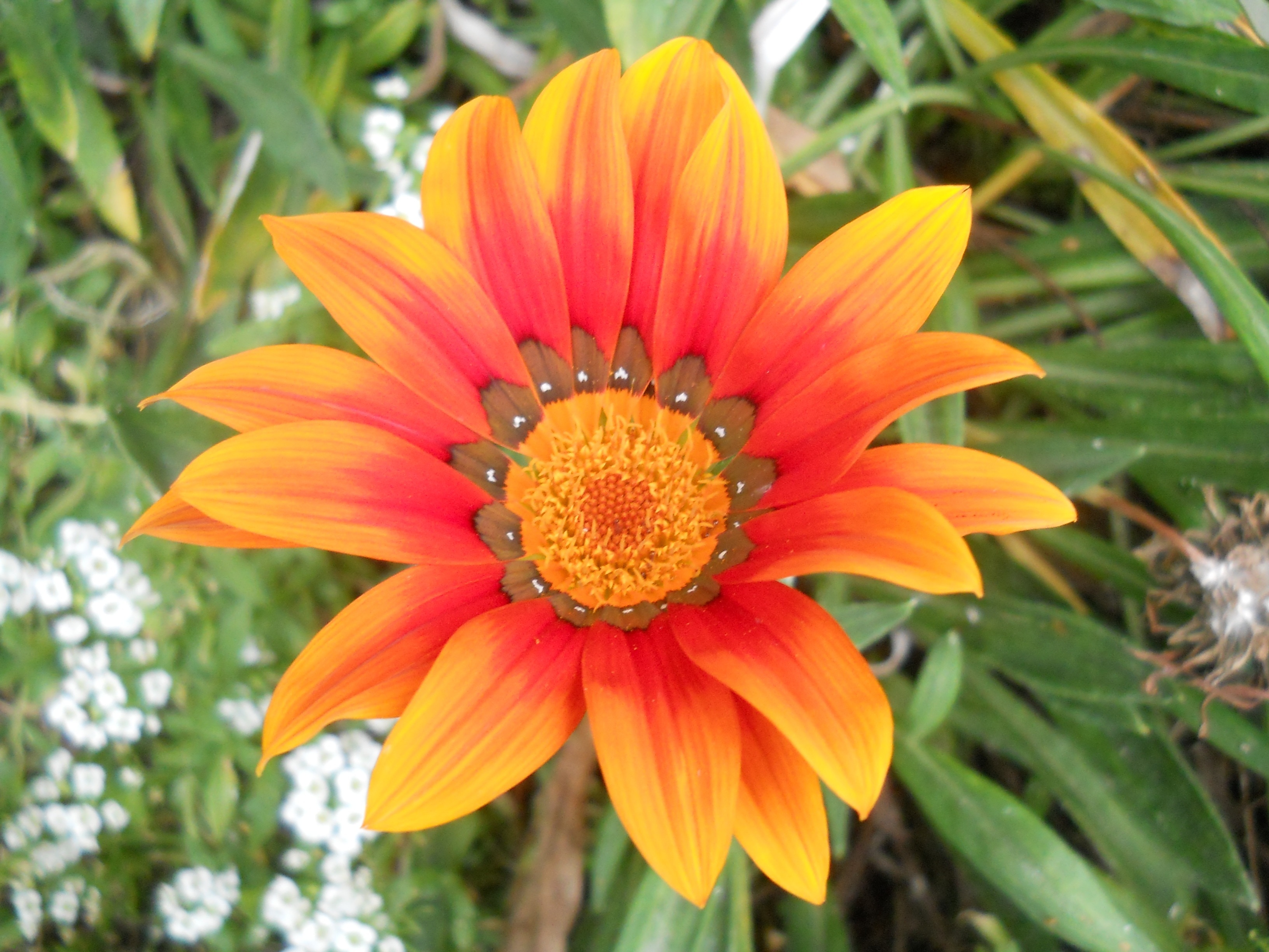red and yellow long petaled flower