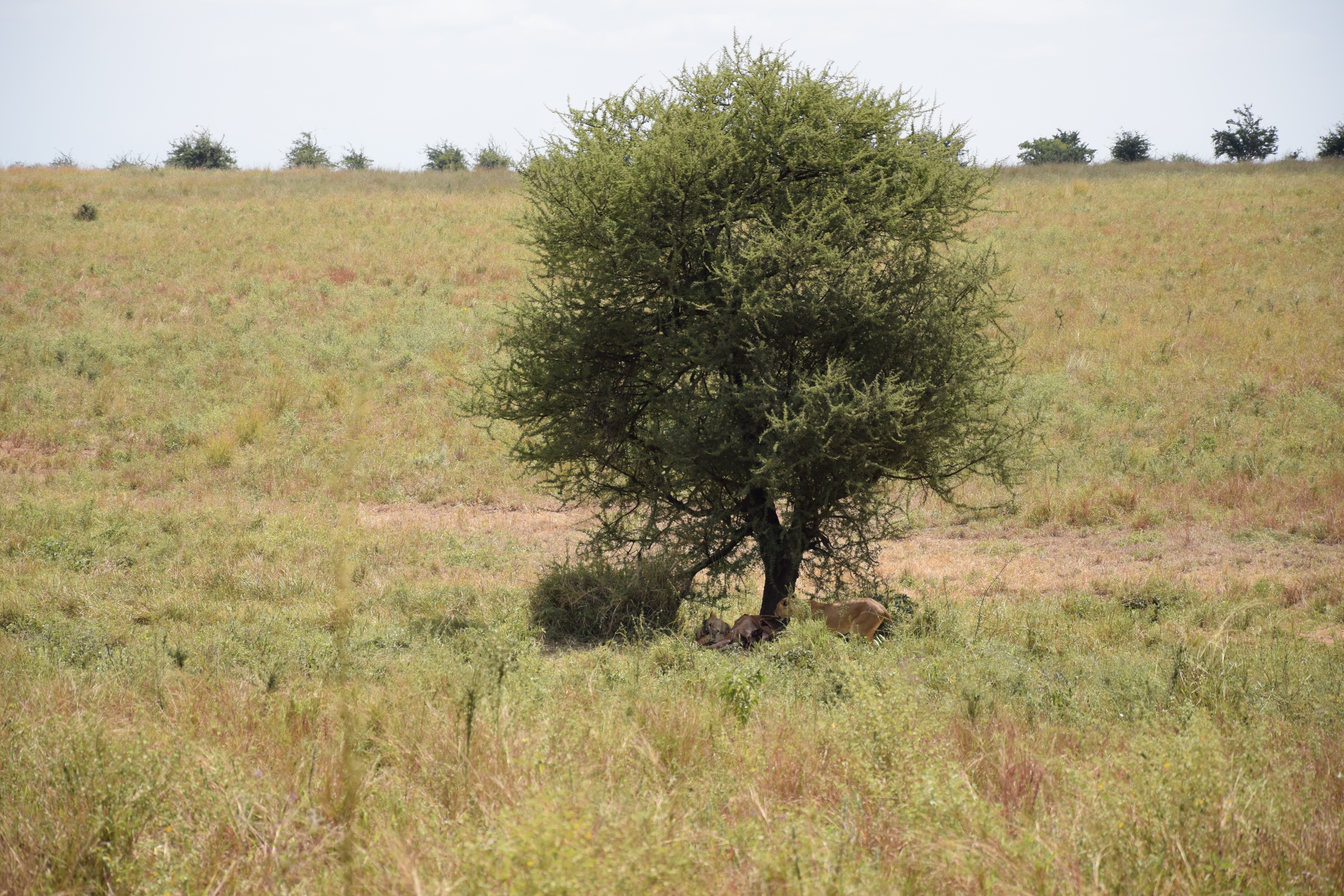 green tree