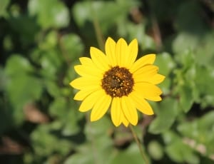 tilt shift lens photography of yellow flower thumbnail